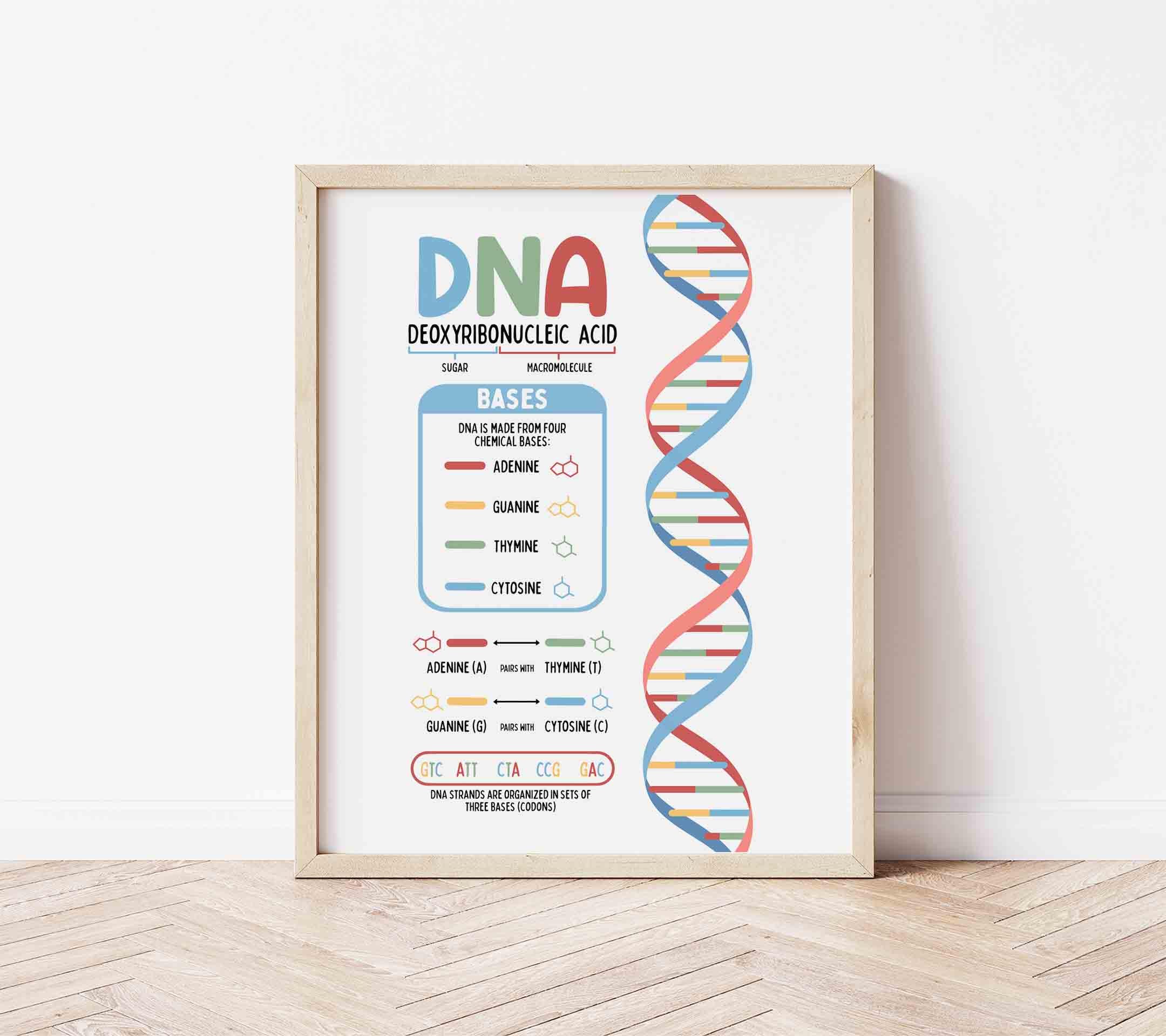 DNA Chart Poster BRIGHT (digital Download) Science Classroom Printable ...
