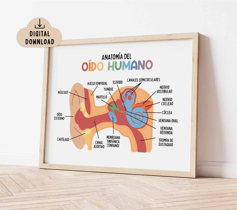 Anatomy of the Human Ear Oido Humano Poster Printable, BRIGHT (digital ...