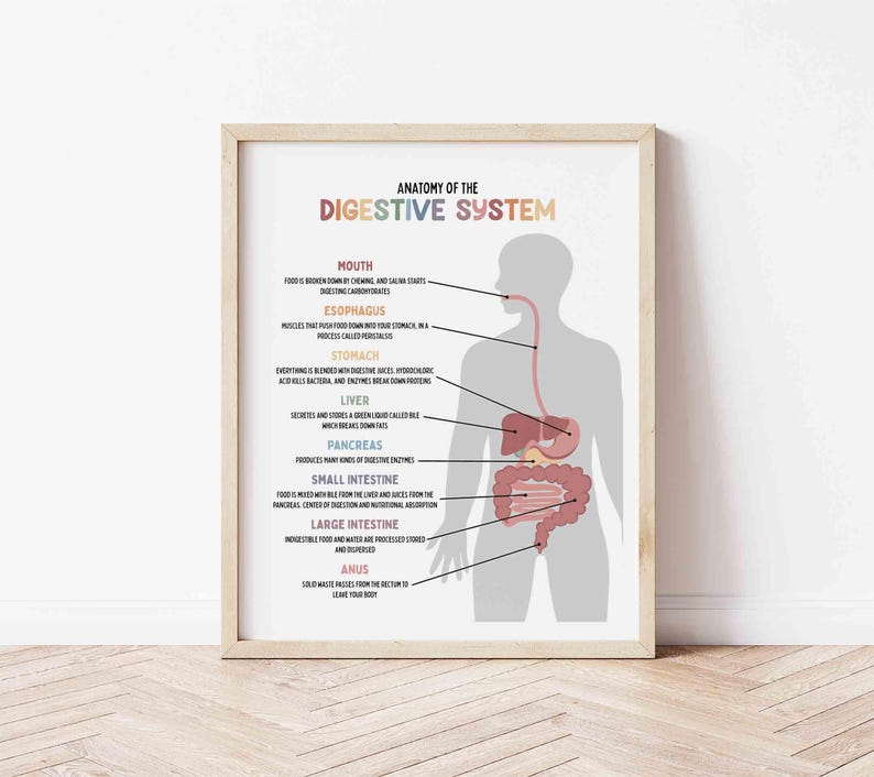Digestive System Medical Illustration Poster for Kids, Medical Print ...