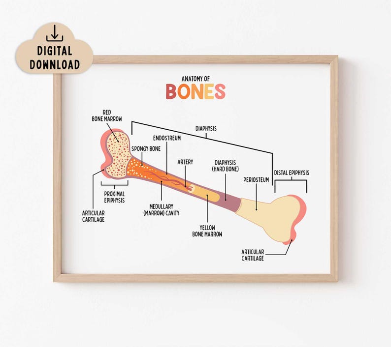 Anatomy of the Bone Diagram Poster BRIGHT (digital Download) Classroom ...