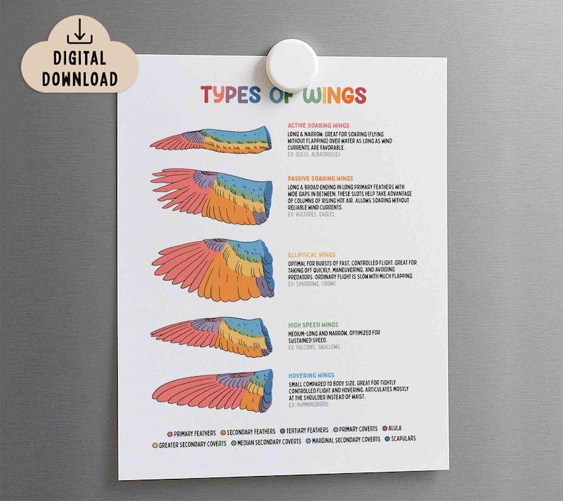 Types of Wings Poster for Kids, BRIGHT Colors, Printable (digital ...