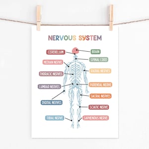 Set de 15 pósteres educativos imprimibles sobre el cuerpo humano (descarga digital). Decoración para la educación en casa: futuro médico. imagen 13