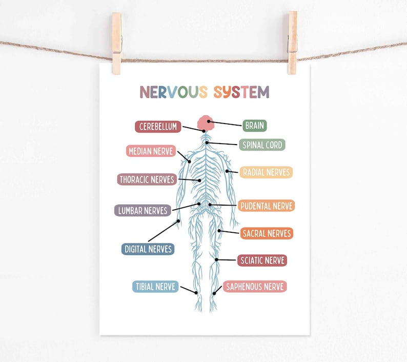 Set de 15 pósteres educativos imprimibles sobre el cuerpo humano (descarga digital). Decoración para la educación en casa: futuro médico. imagen 13