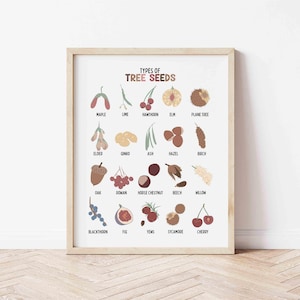 May include: A framed print titled "TYPES OF TREE SEEDS" featuring illustrations of various seeds, including maple, elm, and cherry. The artwork is in a neutral color palette, with a wooden frame, and is displayed against a white wall.
