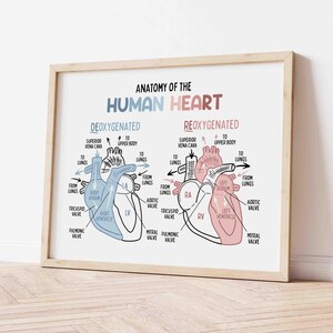 Anatomy of the Human Heart Poster for Kids | Classroom | Medical Print | Educational Wall Art | Homeschool | Future Doctor | Heart Diagram image 5