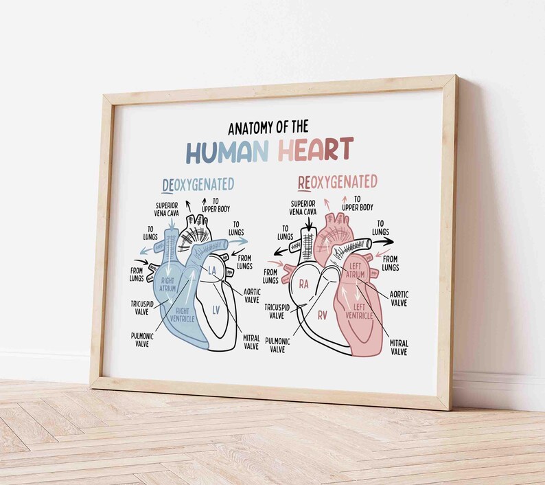 Anatomy of the Human Heart Poster for Kids | Classroom | Medical Print | Educational Wall Art | Homeschool | Future Doctor | Heart Diagram image 5