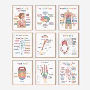 Puede incluir: Conjunto de 8 p&oacute;sters educativos imprimibles para ni&ntilde;os con ilustraciones coloridas de los sistemas del cuerpo humano, que incluyen el sistema respiratorio, el sistema nervioso, los huesos, los dientes humanos, las papilas gustativas, los huesos de la mano, los &oacute;rganos internos y la funci&oacute;n del esqueleto.