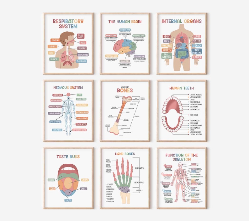Puede incluir: Conjunto de 8 p&oacute;sters educativos imprimibles para ni&ntilde;os con ilustraciones coloridas de los sistemas del cuerpo humano, que incluyen el sistema respiratorio, el sistema nervioso, los huesos, los dientes humanos, las papilas gustativas, los huesos de la mano, los &oacute;rganos internos y la funci&oacute;n del esqueleto.