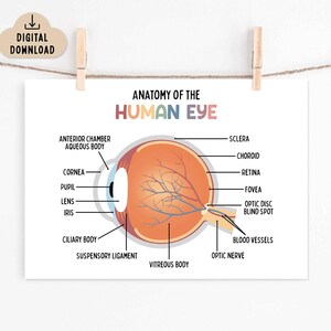 Anatomy of the Human Eye Poster for Kids (digital Download) Classroom ...