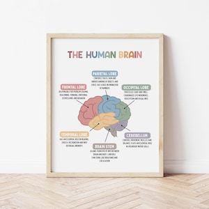 Puede incluir: Una ilustraci&oacute;n colorida del cerebro humano con etiquetas para cada l&oacute;bulo: frontal, parietal, occipital, temporal, cerebelo y tronco encef&aacute;lico. La ilustraci&oacute;n muestra las diferentes partes del cerebro y sus funciones.