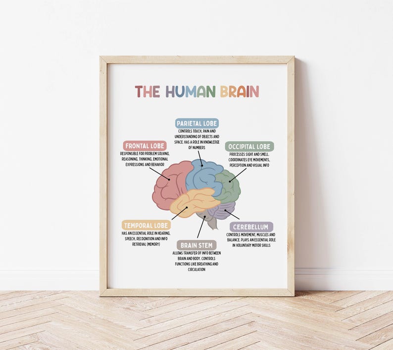 Puede incluir: Una ilustraci&oacute;n colorida del cerebro humano con etiquetas para cada l&oacute;bulo: frontal, parietal, occipital, temporal, cerebelo y tronco encef&aacute;lico. La ilustraci&oacute;n muestra las diferentes partes del cerebro y sus funciones.