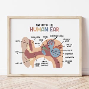 Puede incluir: Una ilustraci&oacute;n anat&oacute;mica colorida del o&iacute;do humano, etiquetada con los nombres de las diferentes partes, incluyendo el o&iacute;do externo, el o&iacute;do medio y el o&iacute;do interno. La ilustraci&oacute;n est&aacute; sobre un fondo blanco.