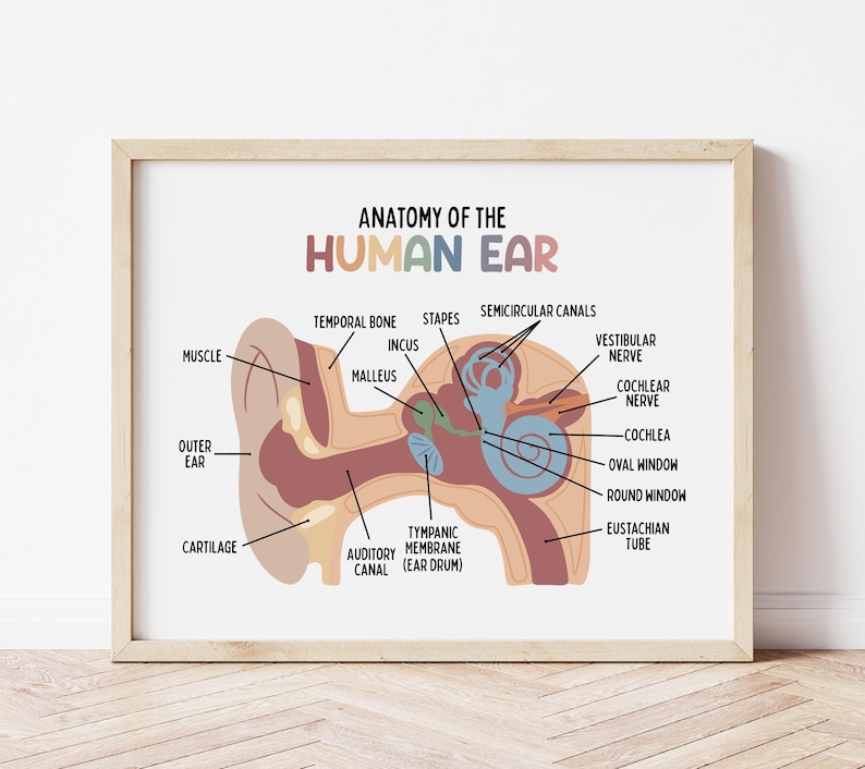 Puede incluir: Una ilustraci&oacute;n anat&oacute;mica colorida del o&iacute;do humano, etiquetada con los nombres de las diferentes partes, incluyendo el o&iacute;do externo, el o&iacute;do medio y el o&iacute;do interno. La ilustraci&oacute;n est&aacute; sobre un fondo blanco.