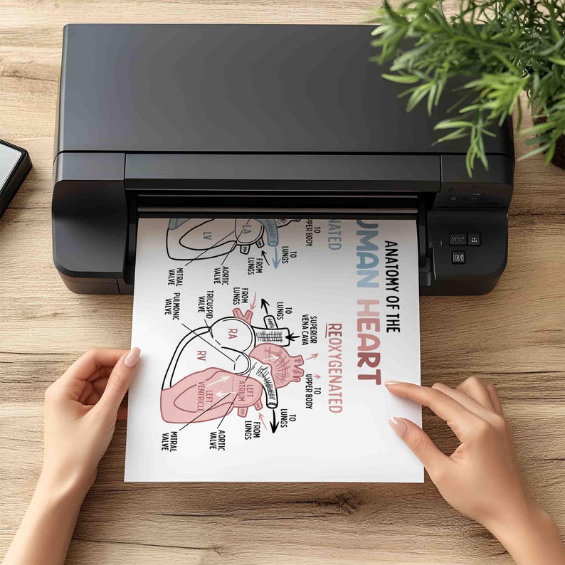 Anatomy of the Human Heart Poster for Kids | Classroom | Medical Print | Educational Wall Art | Homeschool | Future Doctor | Heart Diagram image 6
