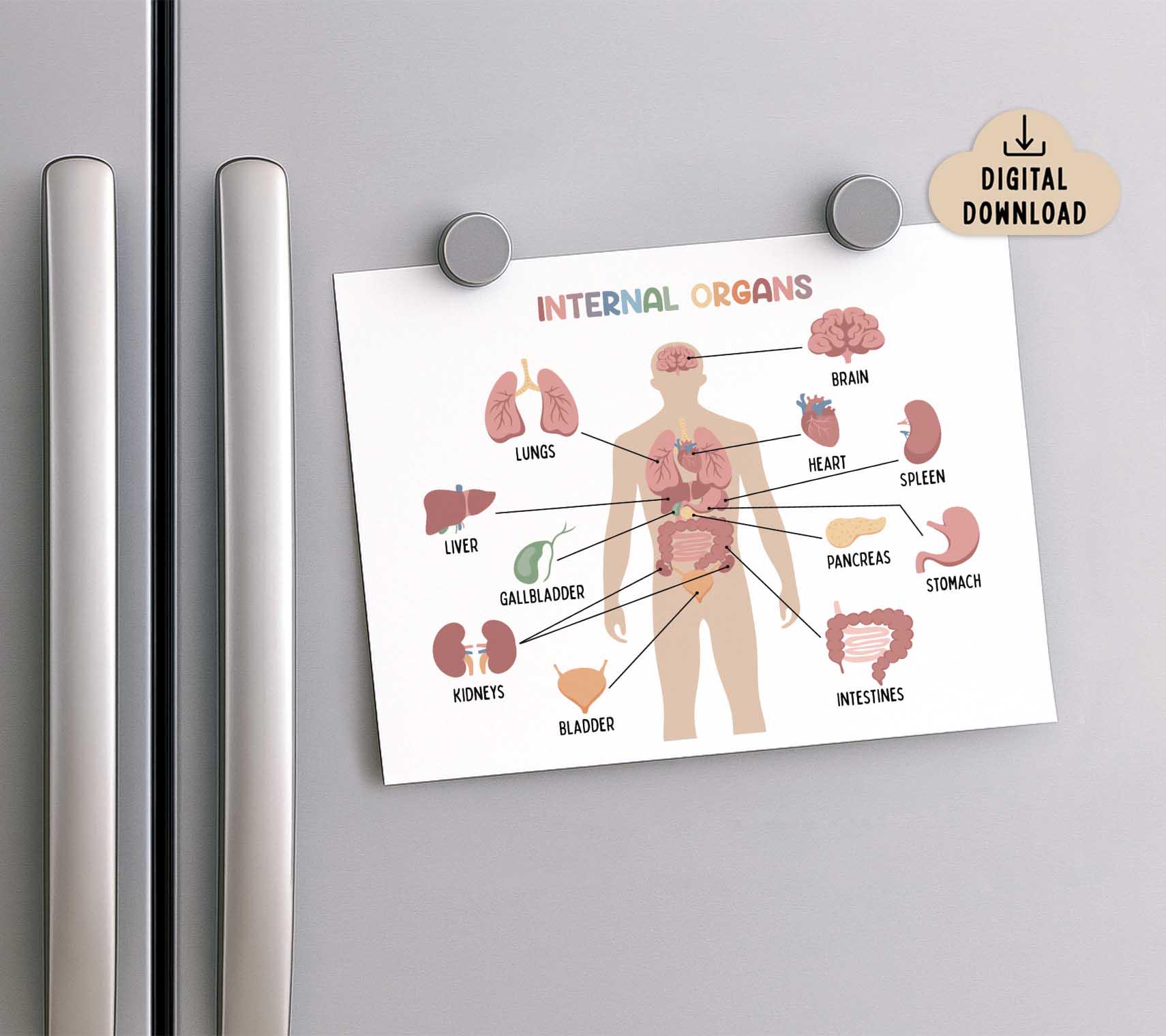 Internal Organs Educational Printable Poster for Kids (digital Download ...