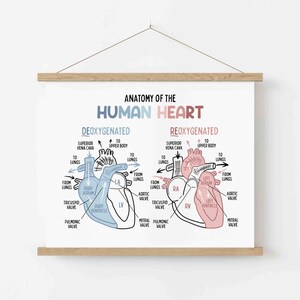 Anatomy of the Human Heart Poster for Kids | Classroom | Medical Print | Educational Wall Art | Homeschool | Future Doctor | Heart Diagram image 4