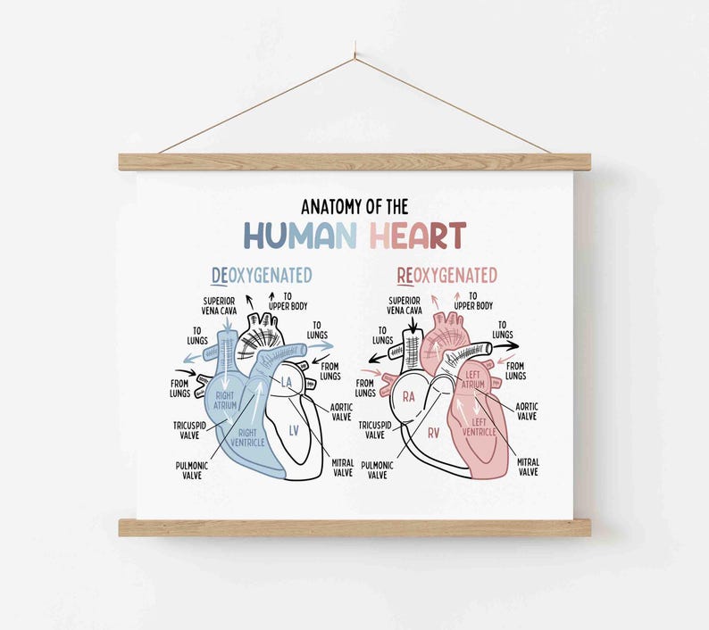 Anatomy of the Human Heart Poster for Kids | Classroom | Medical Print | Educational Wall Art | Homeschool | Future Doctor | Heart Diagram image 4