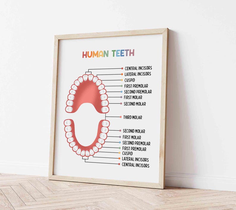 Molar Labels Human Teeth Printable Poster for Kids, BRIGHT Colors (digital Download ...