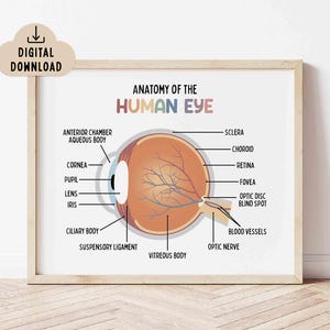 Poster Anatomy of the Human Eye voor kinderen (digitale download) Klaslokaaldecoratie