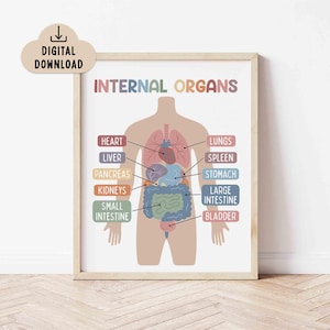 Poster didattico stampabile sugli organi interni per bambini (download digitale) Decorazione per la scuola domestica
