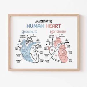 Anatomy of the Human Heart Poster for Kids | Classroom | Medical Print | Educational Wall Art | Homeschool | Future Doctor | Heart Diagram image 3