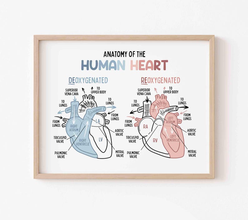 Anatomy of the Human Heart Poster for Kids | Classroom | Medical Print | Educational Wall Art | Homeschool | Future Doctor | Heart Diagram image 3