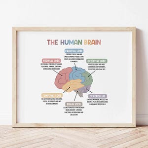Póster educativo sobre el cerebro humano / Arte mural para la educación en el hogar / Impresión médica / Arte mural educativo / Material imprimible para la educación en el hogar / Arte mural imprimible sobre el cerebro humano