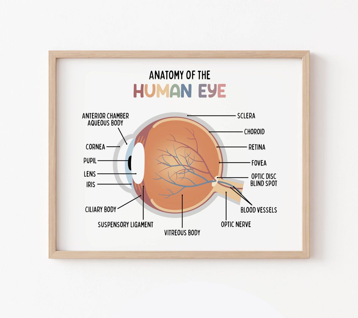 Anatomy of the Human Eye Poster for Kids | Classroom | Medical Print ...