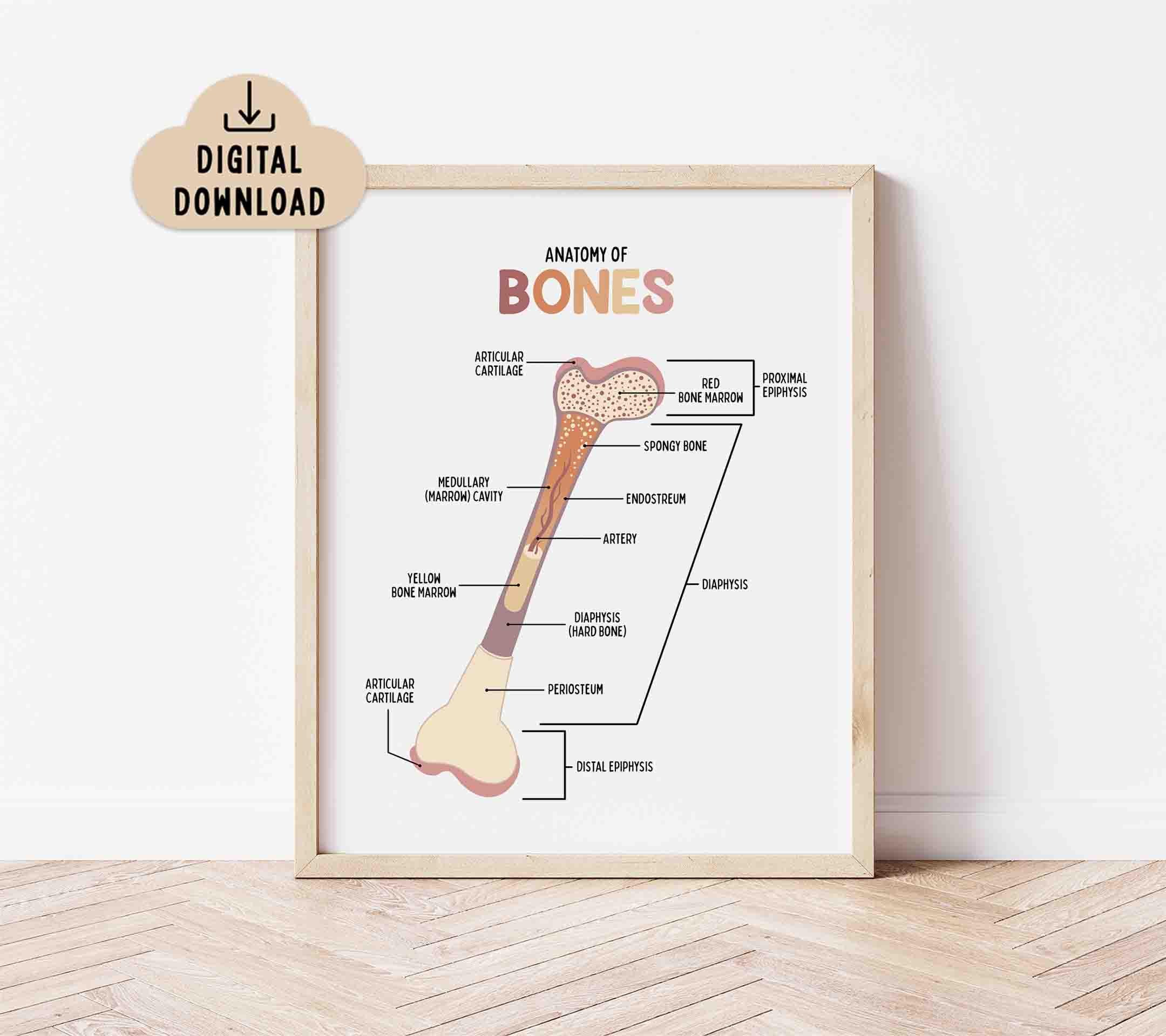 Anatomy of the Bone Poster for Kids (digital Download) Classroom Decor ...