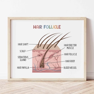 Haarfollikel Illustration Lernposter | Hausschule Wandkunst | Medizinischer Druck | Wissenschaft Druck | Homeschool druckbare | Echthaar