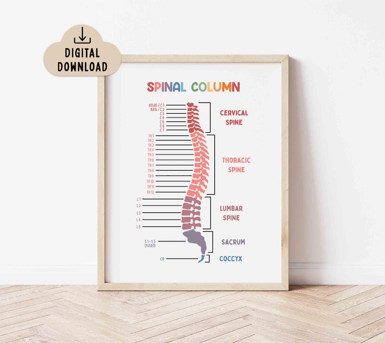 Spinal Drawing Color Spinal Column Educational Printable Poster, BRIGHT Colors (digital ...