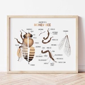 Op de afbeelding: Een geïllustreerd diagram van een honingbij met labels voor elk lichaamsdeel, inclusief de antennes, het voorbeen, de stuifmeelkorf en de angel. De tekst "Anatomie van een honingbij" staat bovenaan het diagram.
