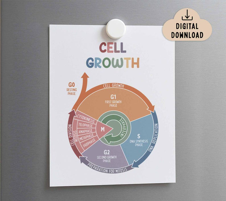 Cell Growth Educational Poster Printable (digital Download) Educational ...