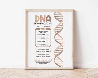 Può includere: Una stampa incorniciata con un'illustrazione dettagliata della struttura del DNA. L'opera d'arte include il testo "DNA Acido Desossiribonucleico" e un diagramma della doppia elica, insieme alle basi chimiche: Adenina, Guanina, Timina e Citosina.