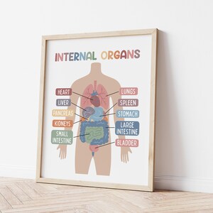 Puede incluir: Un gr&aacute;fico anat&oacute;mico colorido que ilustra los &oacute;rganos internos del cuerpo humano. El gr&aacute;fico presenta un dibujo simple de una persona con etiquetas para el coraz&oacute;n, los pulmones, el h&iacute;gado, el bazo, el p&aacute;ncreas, los ri&ntilde;ones, el est&oacute;mago, el intestino grueso, el intestino delgado y la vejiga.