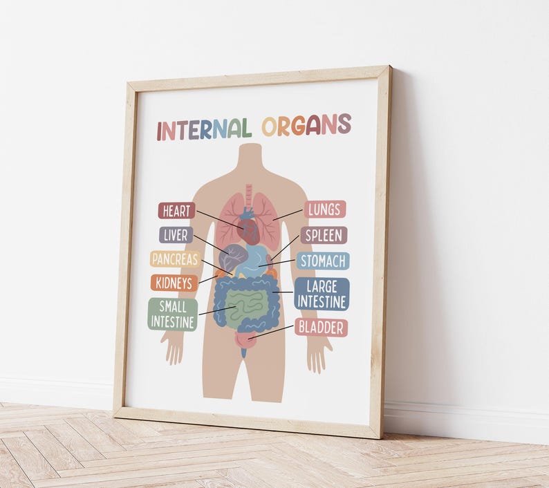 Puede incluir: Un gr&aacute;fico anat&oacute;mico colorido que ilustra los &oacute;rganos internos del cuerpo humano. El gr&aacute;fico presenta un dibujo simple de una persona con etiquetas para el coraz&oacute;n, los pulmones, el h&iacute;gado, el bazo, el p&aacute;ncreas, los ri&ntilde;ones, el est&oacute;mago, el intestino grueso, el intestino delgado y la vejiga.