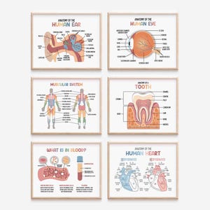 Puede incluir: Conjunto de seis p&oacute;sters de anatom&iacute;a coloridos que presentan ilustraciones del o&iacute;do, el ojo, el diente, el coraz&oacute;n, el sistema muscular y la sangre humanos. Cada p&oacute;ster incluye diagramas etiquetados con texto en un esquema de colores arco&iacute;ris.
