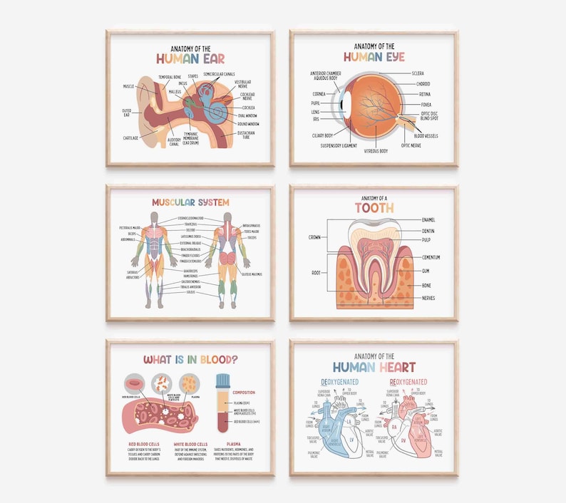 Puede incluir: Conjunto de seis p&oacute;sters de anatom&iacute;a coloridos que presentan ilustraciones del o&iacute;do, el ojo, el diente, el coraz&oacute;n, el sistema muscular y la sangre humanos. Cada p&oacute;ster incluye diagramas etiquetados con texto en un esquema de colores arco&iacute;ris.