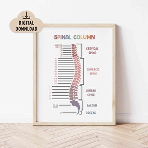 Spinal Column Educational Printable Poster (Digital Download) Classroom Decor, Spinal Column Anatomy
