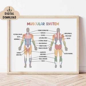 Muscular System Educational Poster (Digital Download) Classroom Decor, Medical Printable, Human Muscle System