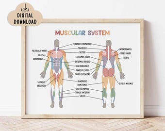 Muscular System Educational Poster (Digital Download) Classroom Decor, Medical Printable, Human Muscle System