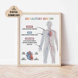 Könnte beinhalten: Ein gerahmtes Lehrplakat mit dem Titel CIRCULATORY SYSTEM, das eine graue menschliche Silhouette mit roten Arterien und blauen Venen zeigt. Es enthält Beschriftungen zu Arterien, Venen und Kapillaren sowie ein Diagramm des Herzens.