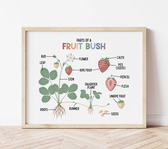 Parts of a Fruit Bush Illustration for Kids (digital Download) Anatomy of a Strawberry  Plant - Etsy Israel