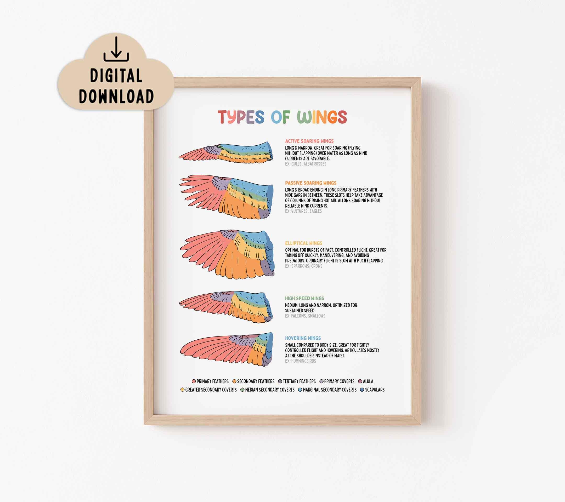 Types of Wings Poster for Kids, BRIGHT Colors, Printable (digital ...