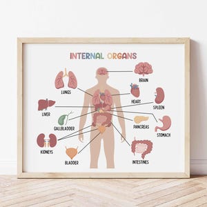 Lernposter Innere Organe | Hausschule Wandkunst | Medizin | Edukative Wandkunst | Homeschool druckbare | Innere Organe Print