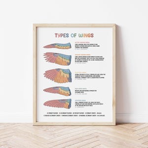 Póster de tipos de alas para niños / Arte mural para la educación en casa / Aula de ciencias / Diagrama de alas de pájaro / Pluma imprimible / Ilustración de alas de pájaro