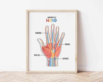 Póster Anatomía de la Mano BRILLANTE (Descarga digital) Anatomía de la mano, Impresión médica, Arte mural educativo, Decoración para la educación en el hogar