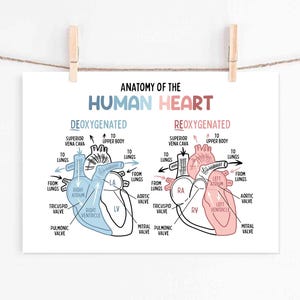 Set de 15 pósteres educativos imprimibles sobre el cuerpo humano (descarga digital). Decoración para la educación en casa: futuro médico. imagen 11