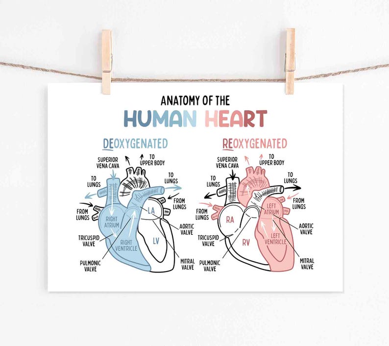 Set de 15 pósteres educativos imprimibles sobre el cuerpo humano (descarga digital). Decoración para la educación en casa: futuro médico. imagen 11