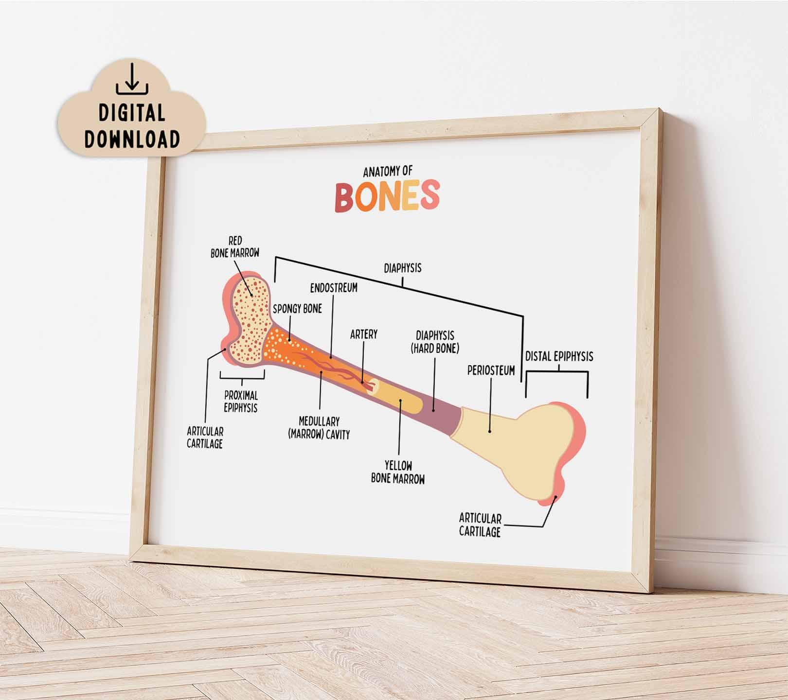 Anatomy of the Bone Diagram Poster BRIGHT (digital Download) Classroom ...